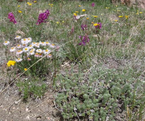 Yellow and White Daisies, Sage, and Purple Penstemon.